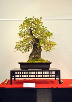 bonsai lombhullato oszi lombszinben a bonsai es suiseki mustran racz gyorgy vadkorte bonsaj faja